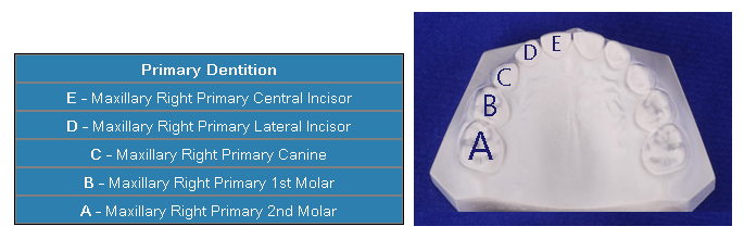Starting with A, each primary tooth is given a letter as a way to identifying the tooth.